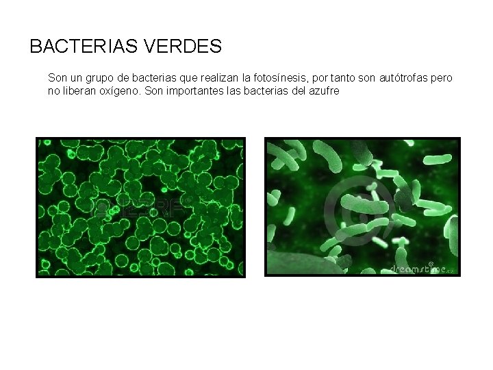 BACTERIAS VERDES Son un grupo de bacterias que realizan la fotosínesis, por tanto son