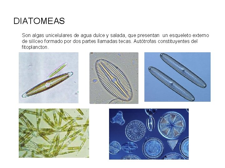 DIATOMEAS Son algas unicelulares de agua dulce y salada, que presentan un esqueleto externo