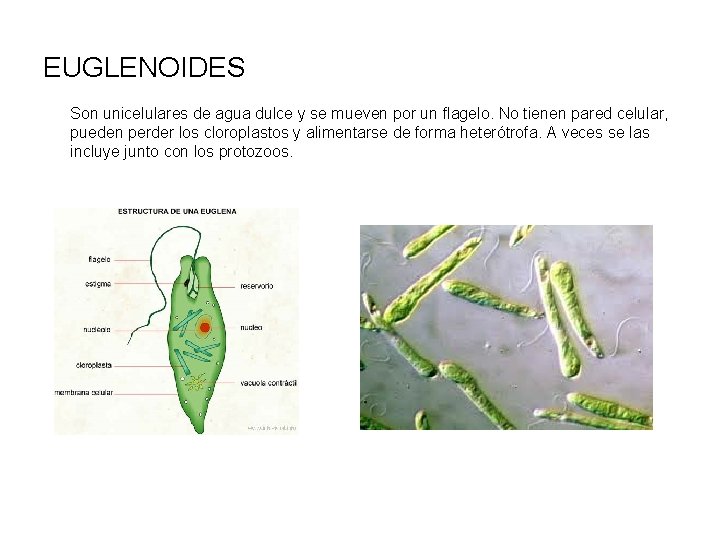 EUGLENOIDES Son unicelulares de agua dulce y se mueven por un flagelo. No tienen