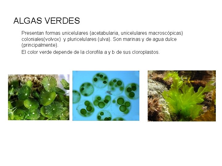 ALGAS VERDES Presentan formas unicelulares (acetabularia, unicelulares macroscópicas) coloniales(volvox) y pluricelulares (ulva). Son marinas