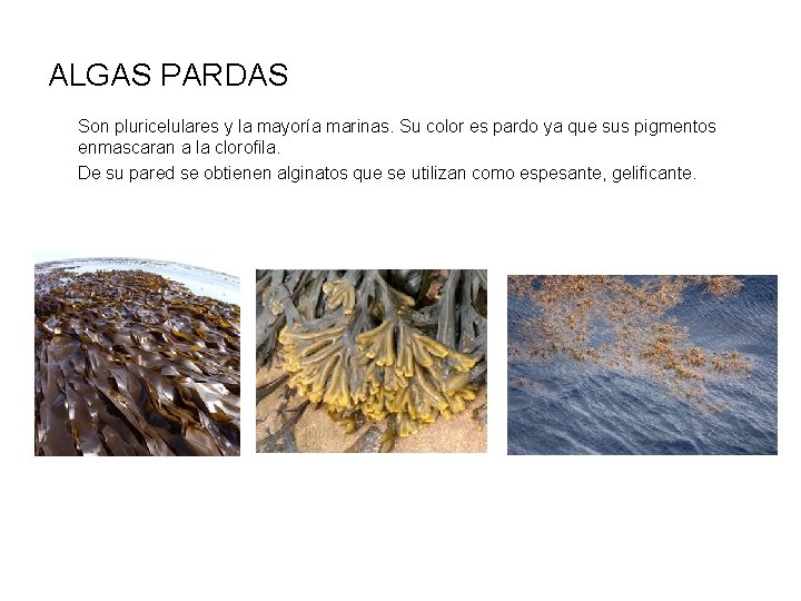 ALGAS PARDAS Son pluricelulares y la mayoría marinas. Su color es pardo ya que