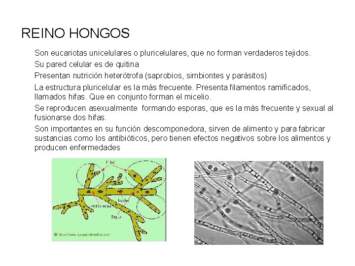 REINO HONGOS Son eucariotas unicelulares o pluricelulares, que no forman verdaderos tejidos. Su pared