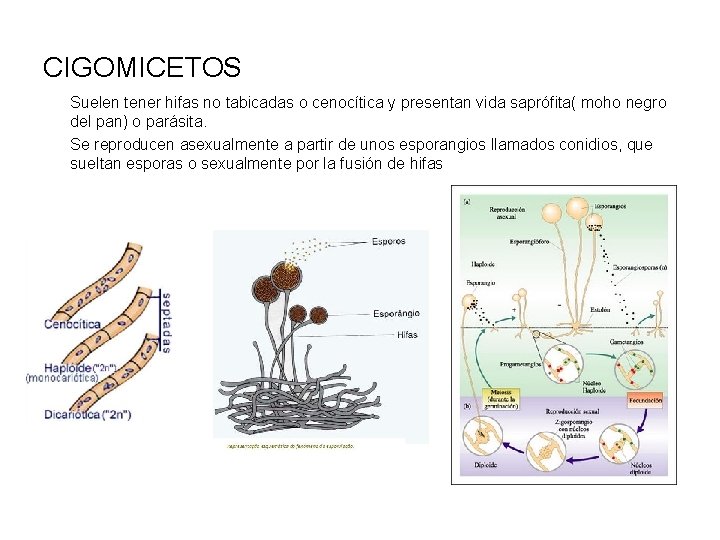 CIGOMICETOS Suelen tener hifas no tabicadas o cenocítica y presentan vida saprófita( moho negro