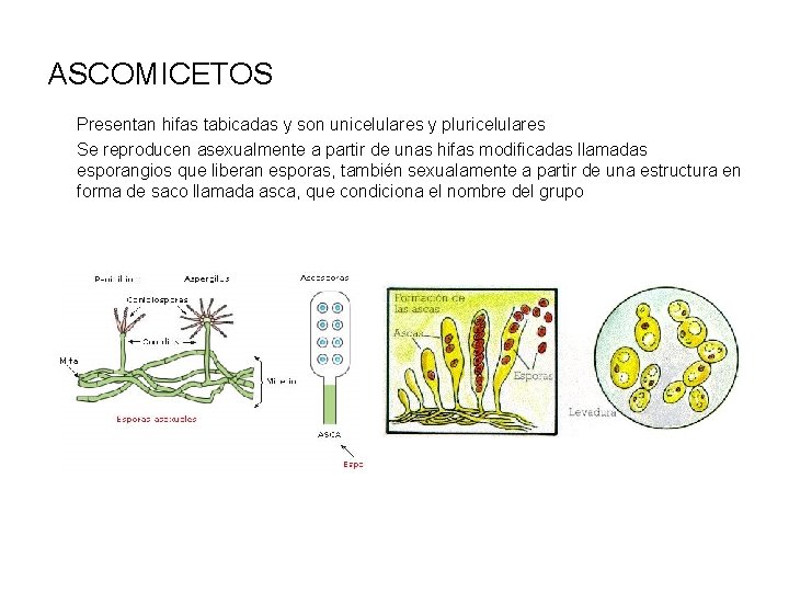ASCOMICETOS Presentan hifas tabicadas y son unicelulares y pluricelulares Se reproducen asexualmente a partir