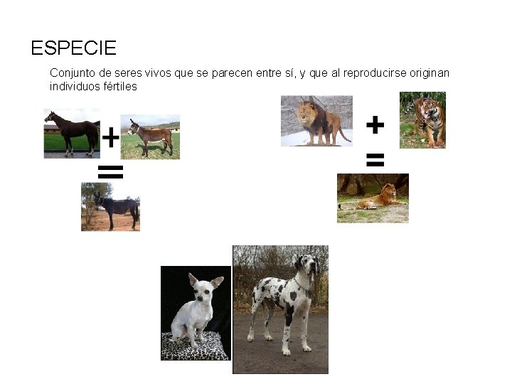 ESPECIE Conjunto de seres vivos que se parecen entre sí, y que al reproducirse