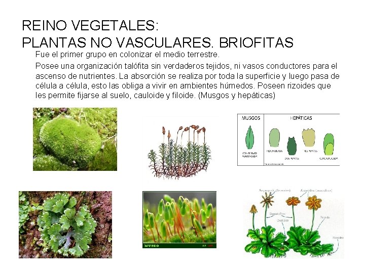 REINO VEGETALES: PLANTAS NO VASCULARES. BRIOFITAS Fue el primer grupo en colonizar el medio