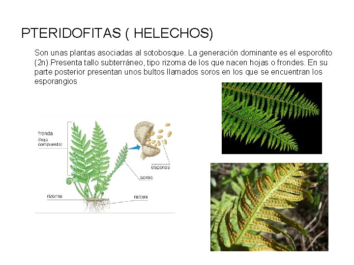 PTERIDOFITAS ( HELECHOS) Son unas plantas asociadas al sotobosque. La generación dominante es el
