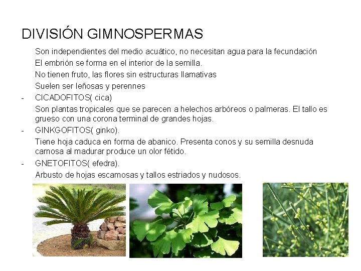 DIVISIÓN GIMNOSPERMAS - - - Son independientes del medio acuático, no necesitan agua para