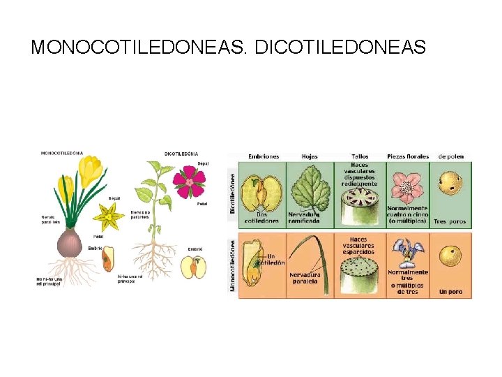 MONOCOTILEDONEAS. DICOTILEDONEAS 