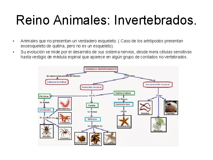 Reino Animales: Invertebrados. • • Animales que no presentan un verdadero esqueleto. ( Caso