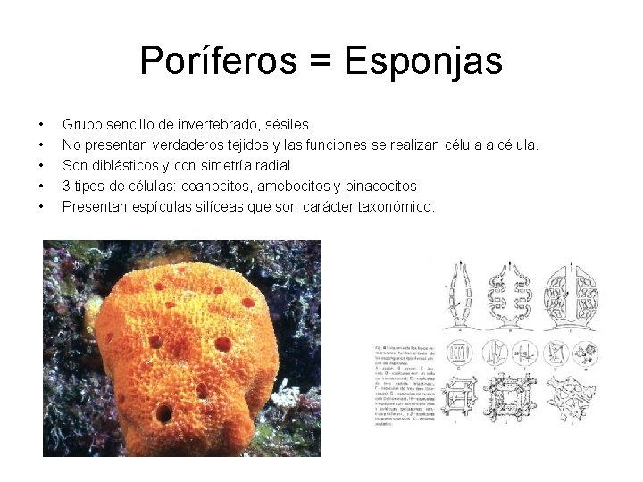 Poríferos = Esponjas • • • Grupo sencillo de invertebrado, sésiles. No presentan verdaderos