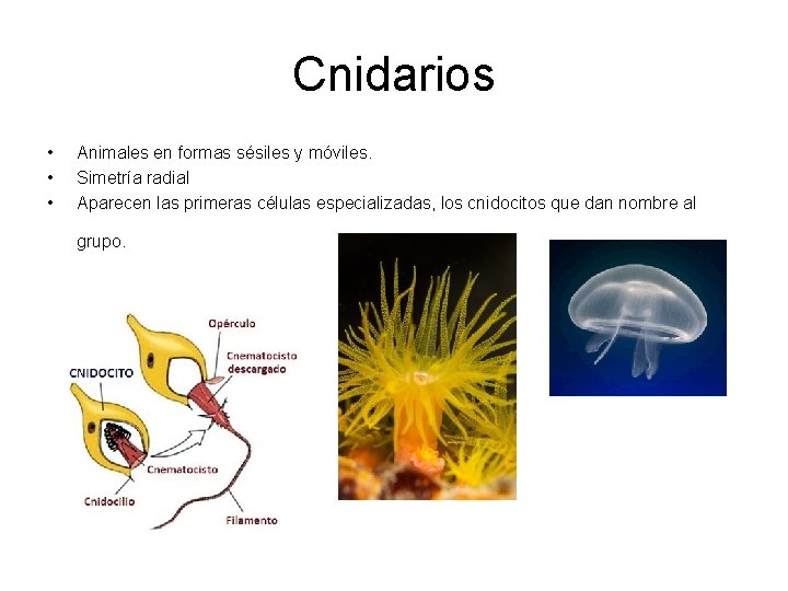 Cnidarios • • • Animales en formas sésiles y móviles. Simetría radial Aparecen las