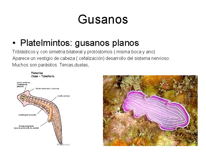 Gusanos • Platelmintos: gusanos planos Triblásticos y con simetría bilateral y protóstomos ( misma