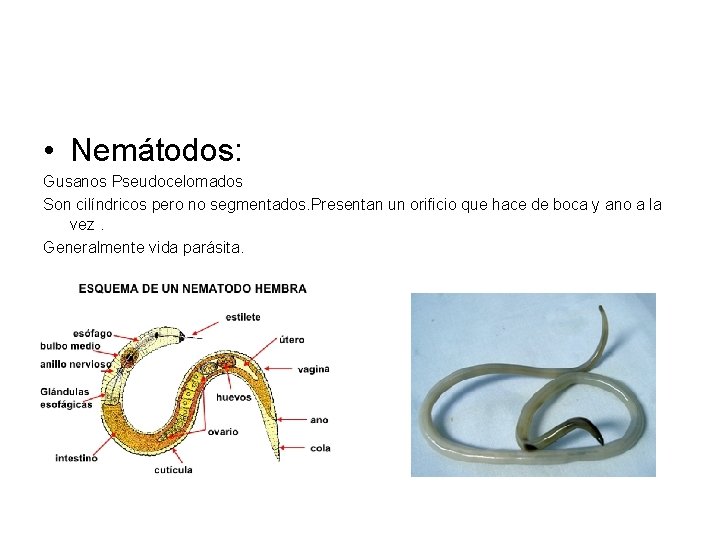  • Nemátodos: Gusanos Pseudocelomados Son cilíndricos pero no segmentados. Presentan un orificio que