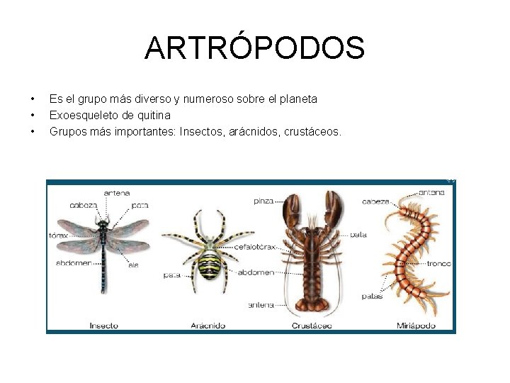 ARTRÓPODOS • • • Es el grupo más diverso y numeroso sobre el planeta