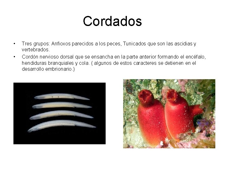 Cordados • • Tres grupos: Anfioxos parecidos a los peces, Tunicados que son las