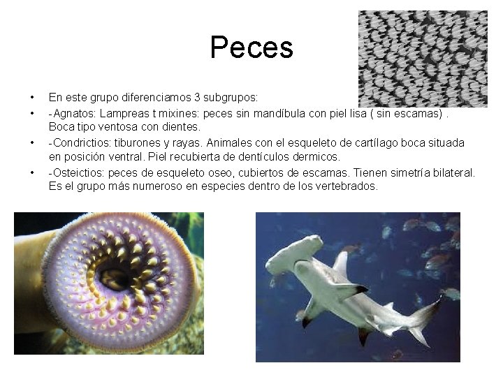 Peces • • En este grupo diferenciamos 3 subgrupos: -Agnatos: Lampreas t mixines: peces