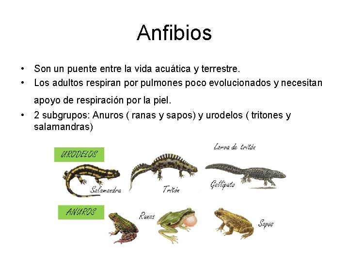 Anfibios • Son un puente entre la vida acuática y terrestre. • Los adultos