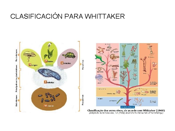 CLASIFICACIÓN PARA WHITTAKER 