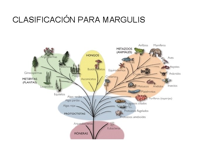 CLASIFICACIÓN PARA MARGULIS 