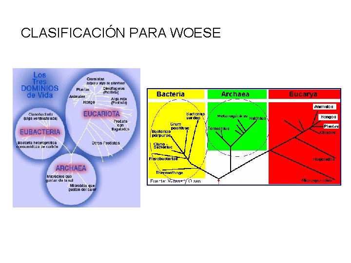 CLASIFICACIÓN PARA WOESE 