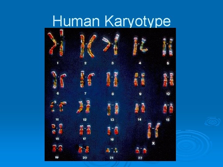 Human Karyotype 