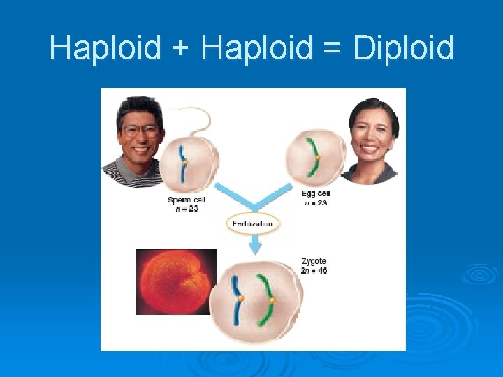 Haploid + Haploid = Diploid 