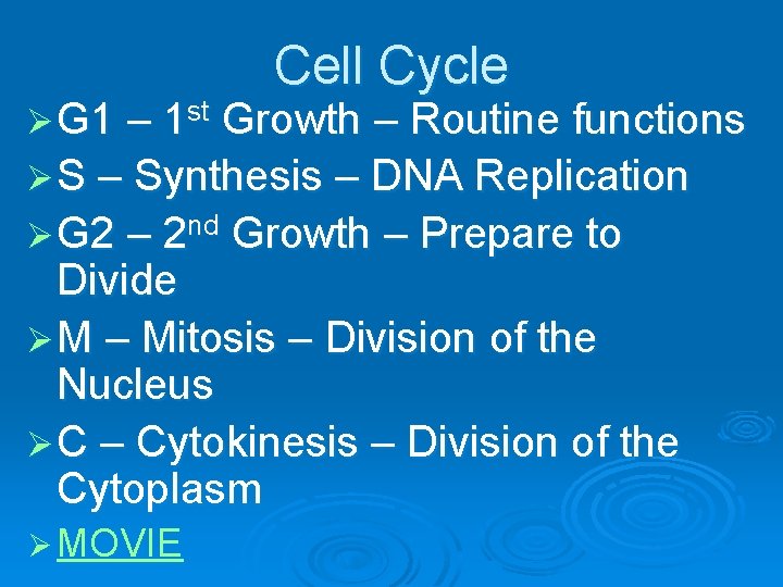 Ø G 1 – 1 st Cell Cycle Growth – Routine functions Ø S