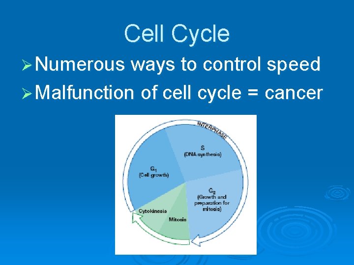 Cell Cycle Ø Numerous ways to control speed Ø Malfunction of cell cycle =