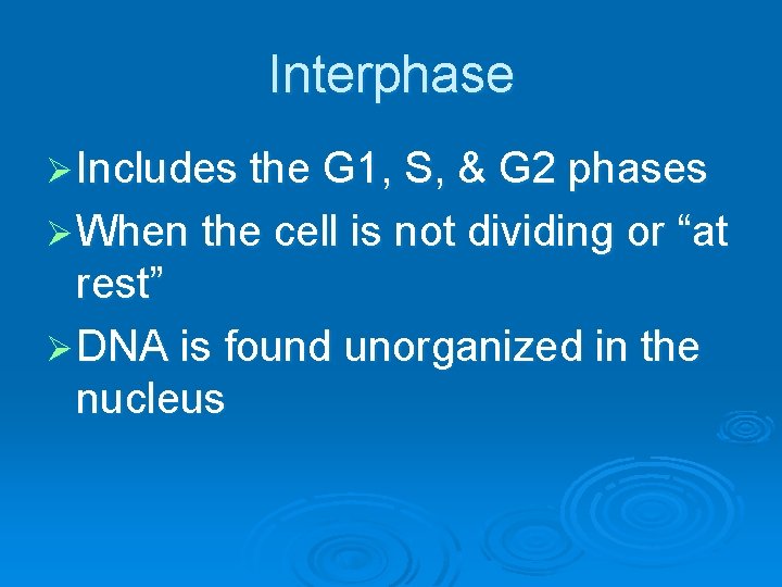 Interphase Ø Includes the G 1, S, & G 2 phases Ø When the