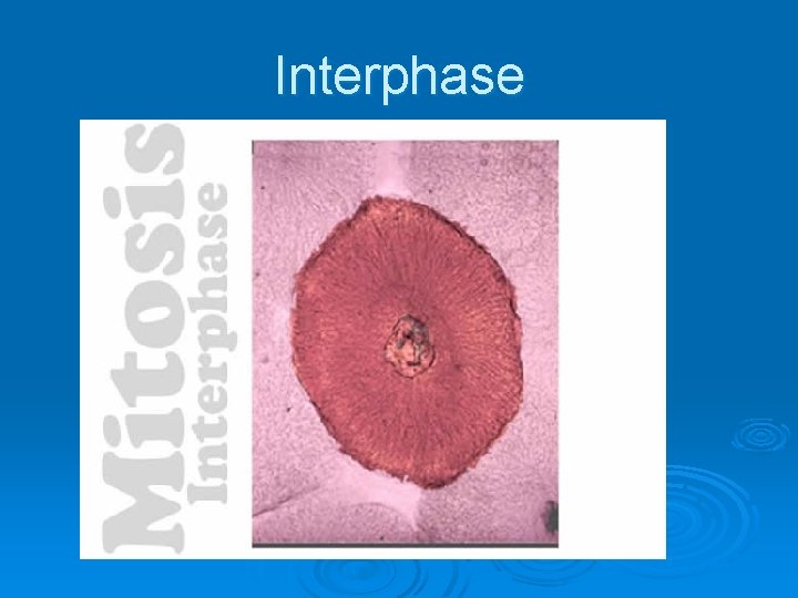 Interphase 