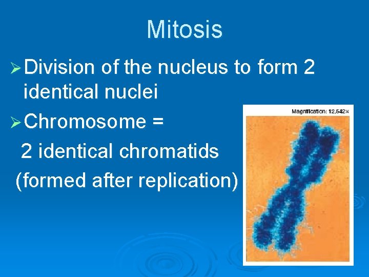 Mitosis Ø Division of the nucleus to form 2 identical nuclei Ø Chromosome =