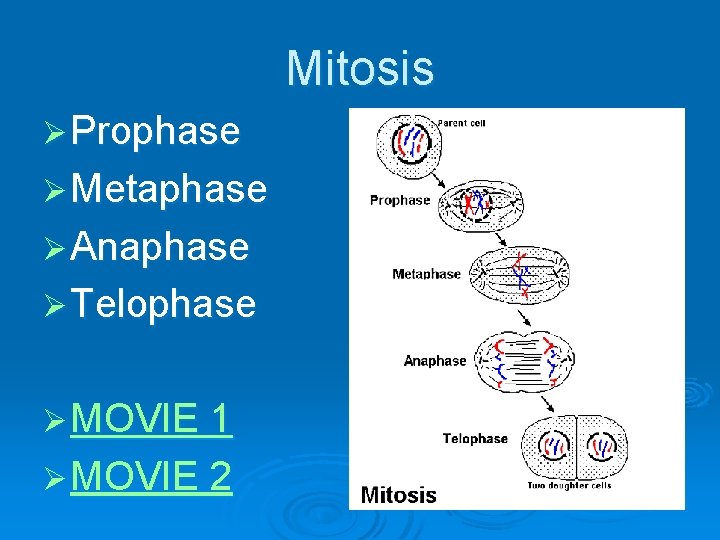 Mitosis Ø Prophase Ø Metaphase Ø Anaphase Ø Telophase Ø MOVIE 1 Ø MOVIE