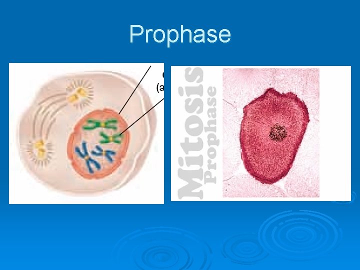 Prophase 