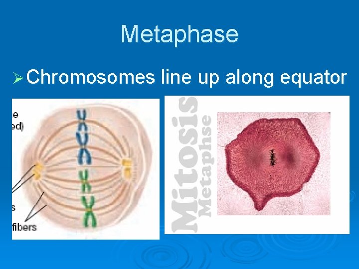 Metaphase Ø Chromosomes line up along equator 
