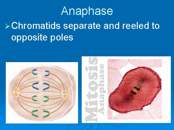 Anaphase Ø Chromatids separate and reeled to opposite poles 