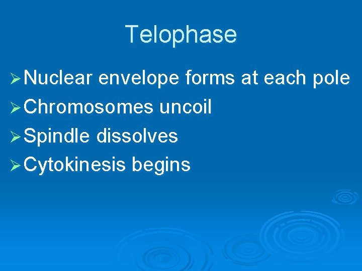 Telophase Ø Nuclear envelope forms at each pole Ø Chromosomes uncoil Ø Spindle dissolves