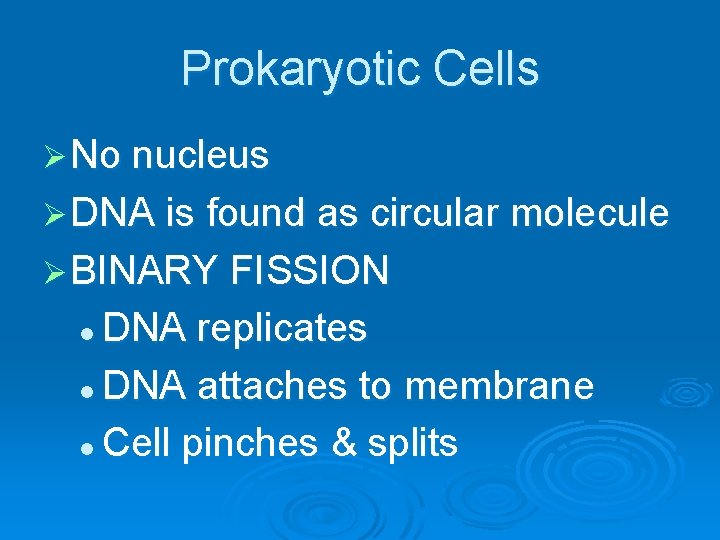 Prokaryotic Cells Ø No nucleus Ø DNA is found as circular molecule Ø BINARY