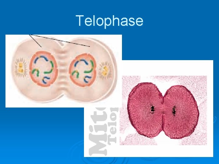 Telophase 