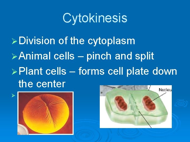 Cytokinesis Ø Division of the cytoplasm Ø Animal cells – pinch and split Ø
