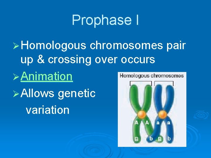 Prophase I Ø Homologous chromosomes pair up & crossing over occurs Ø Animation Ø