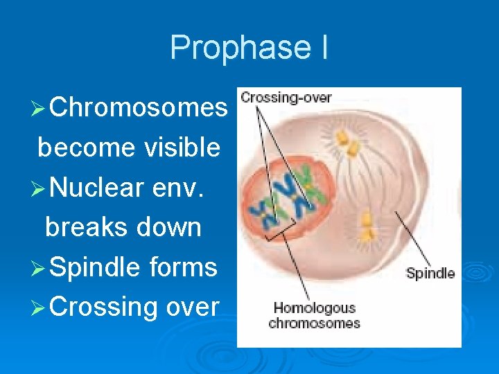 Prophase I Ø Chromosomes become visible Ø Nuclear env. breaks down Ø Spindle forms