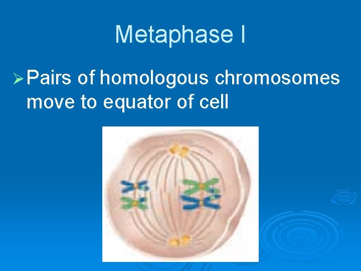 Metaphase I Ø Pairs of homologous chromosomes move to equator of cell 