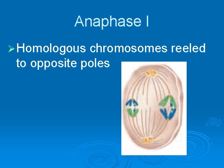 Anaphase I Ø Homologous chromosomes reeled to opposite poles 