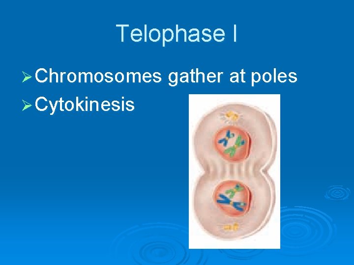 Telophase I Ø Chromosomes gather at poles Ø Cytokinesis 