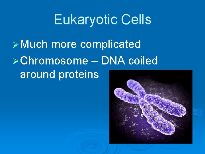 Eukaryotic Cells Ø Much more complicated Ø Chromosome – DNA coiled around proteins 