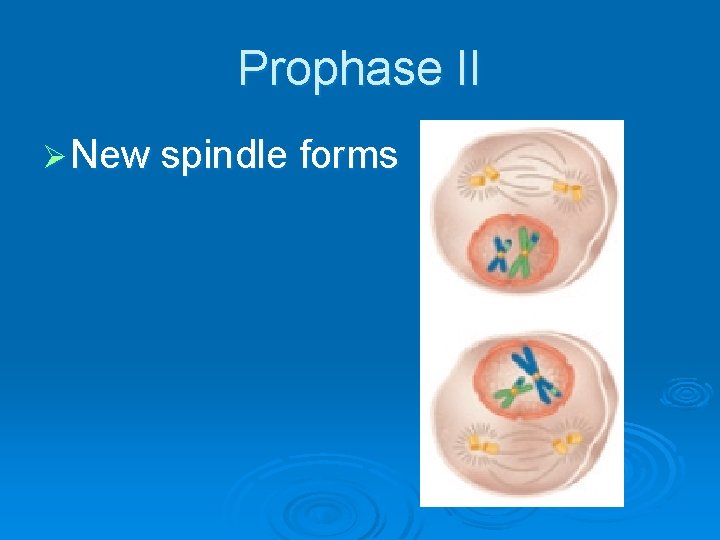 Prophase II Ø New spindle forms 