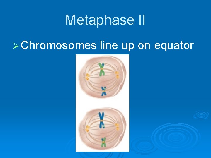Metaphase II Ø Chromosomes line up on equator 