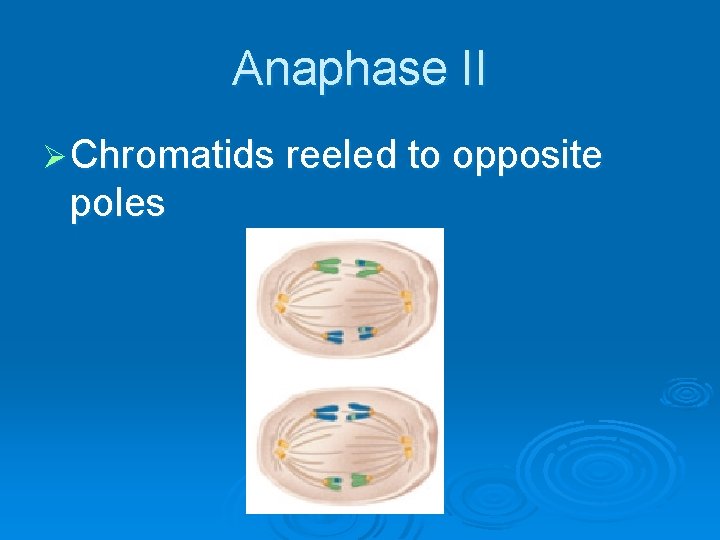 Anaphase II Ø Chromatids reeled to opposite poles 