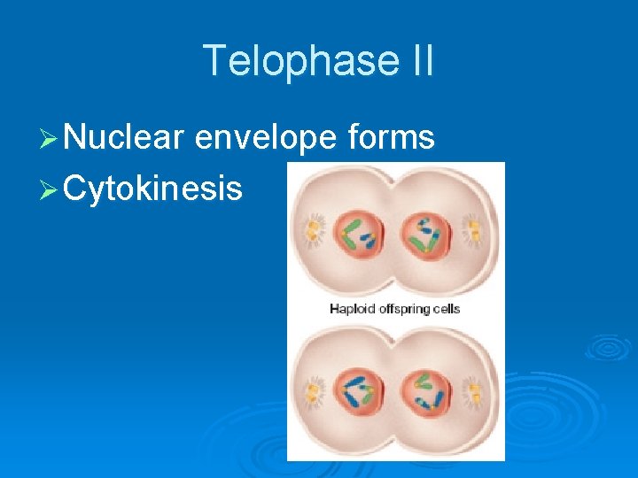Telophase II Ø Nuclear envelope forms Ø Cytokinesis 